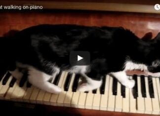 gatto su pianoforte