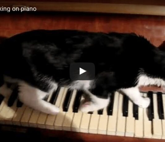 gatto su pianoforte