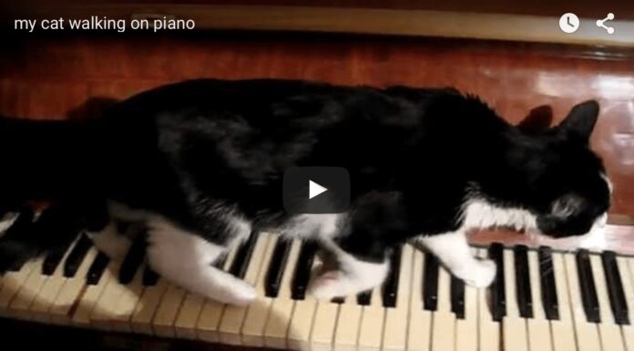 gatto su pianoforte