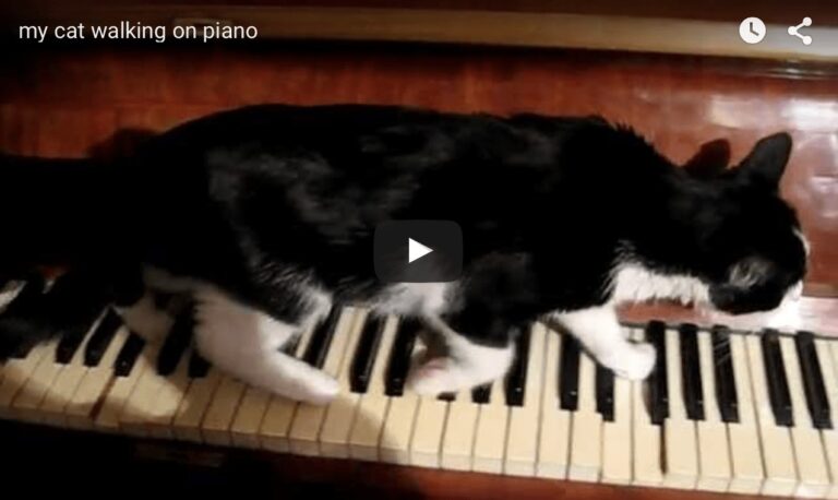 gatto su pianoforte