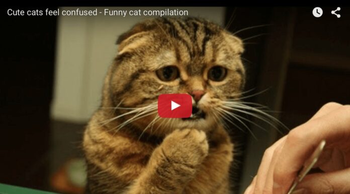 Gatti confusi