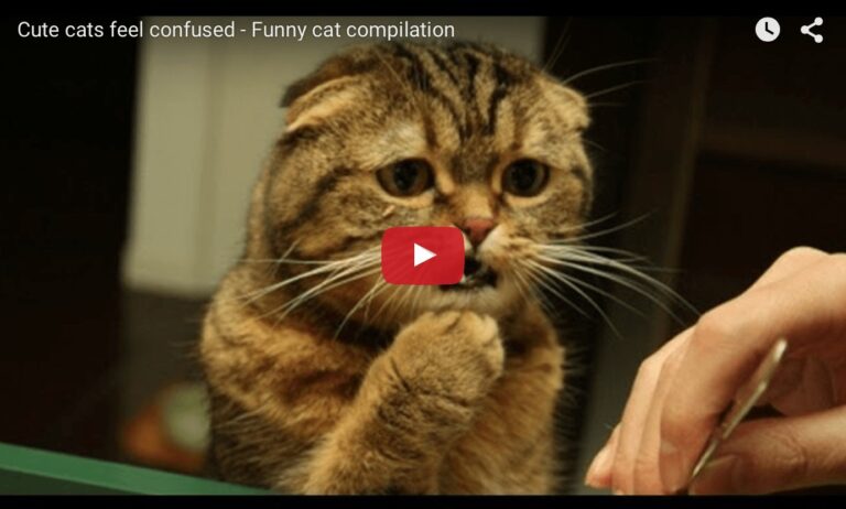 Gatti confusi