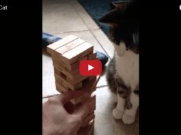 Gatto gioca a Jenga