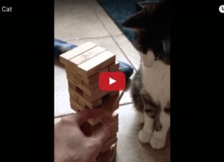 Gatto gioca a Jenga