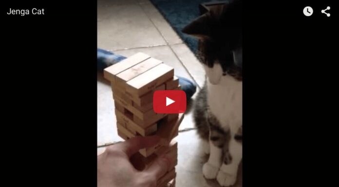 Gatto gioca a Jenga
