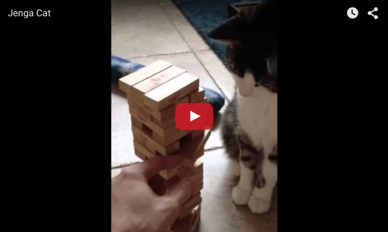 Gatto gioca a Jenga
