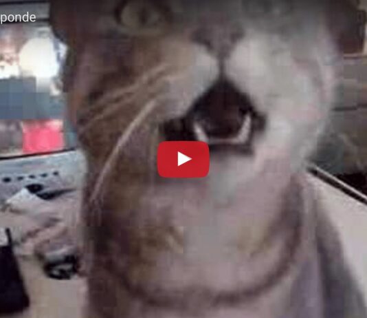 L’ultima parola è sempre la sua Gatto chiacchierone