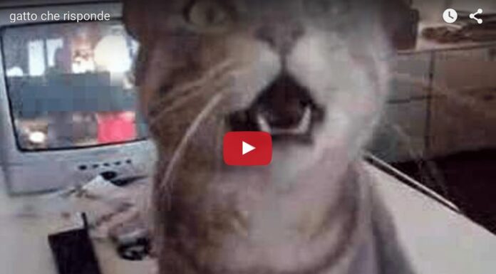 Gatto chiacchierone