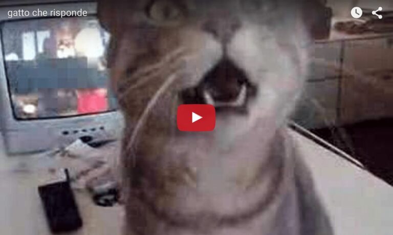 Gatto chiacchierone