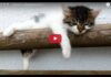 Gattini che dormono