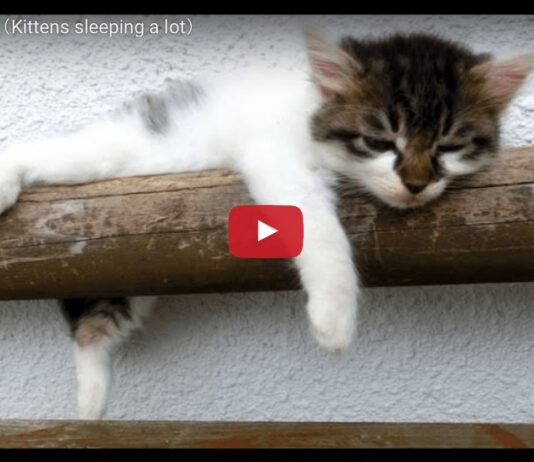 Gattini che dormono