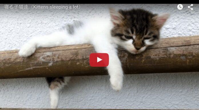 Gattini che dormono