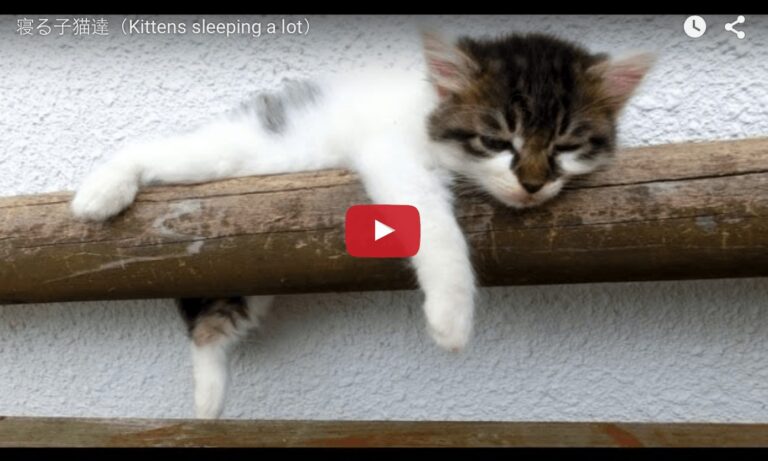 Gattini che dormono