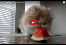 Un gatto che mangia l'anguria