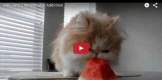 Un gatto che mangia l'anguria