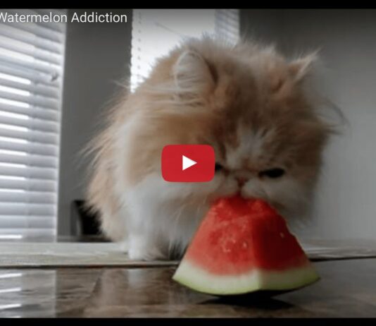 Un gatto che mangia l'anguria