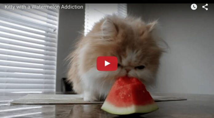 Un gatto che mangia l'anguria