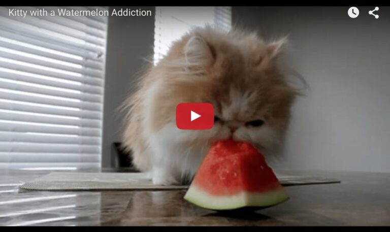 Un gatto che mangia l'anguria