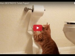 Gatto vs carta igienica