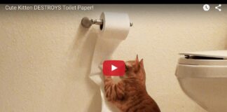 Gatto vs carta igienica