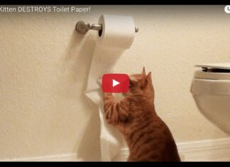 Gatto vs carta igienica