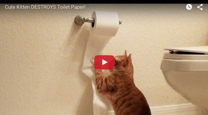 Gatto vs carta igienica