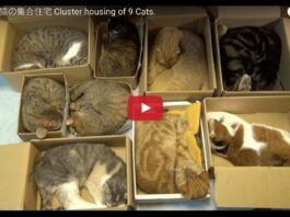 Nove gatti dormono nelle scatole