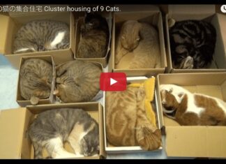 Nove gatti dormono nelle scatole