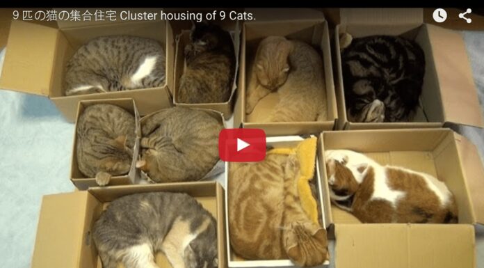 Nove gatti dormono nelle scatole
