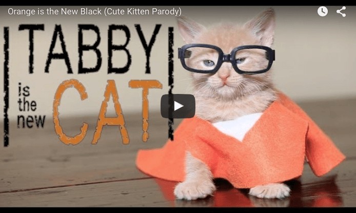 Orange is the new black, la parodia