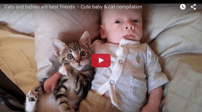 gatti e bambini