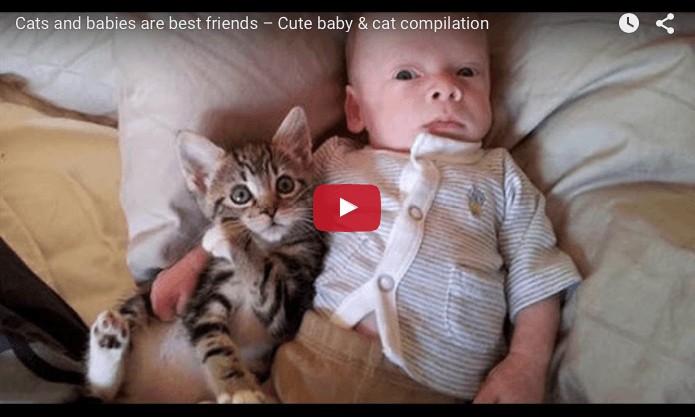 gatti e bambini