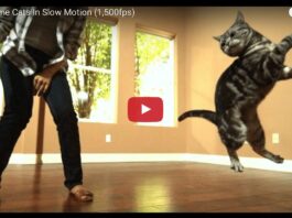 cats slow motion