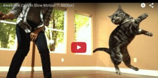 cats slow motion