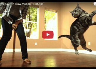 cats slow motion