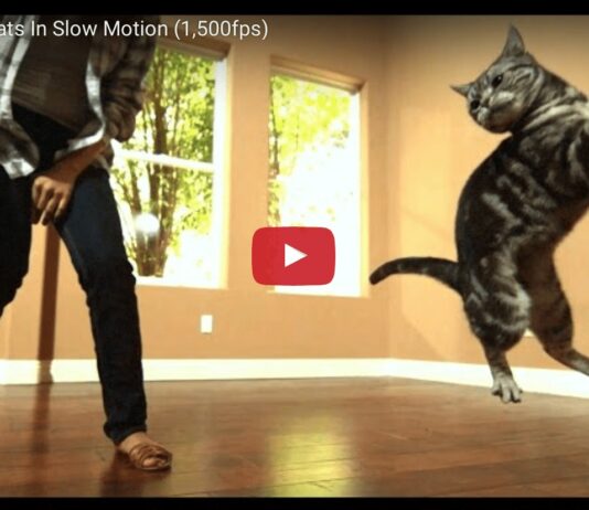 cats slow motion