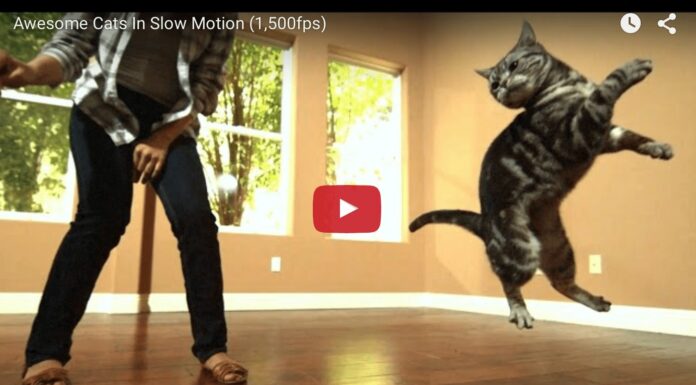 cats slow motion