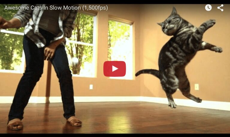 cats slow motion