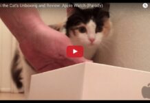 Apple Watch cat unboxing
