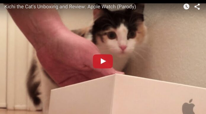 Apple Watch cat unboxing