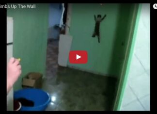 Cat spiderman