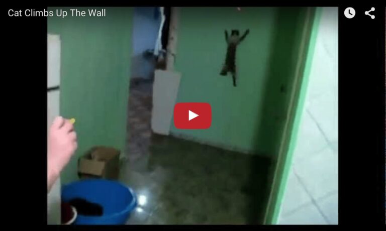 Cat spiderman