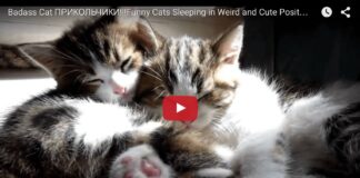 Gatti che dormono in posizioni strane