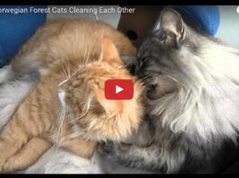 Gatti norvegesi si coccolano