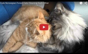 Gnork e Tiwaz si puliscono e si coccolano Gatti norvegesi si coccolano