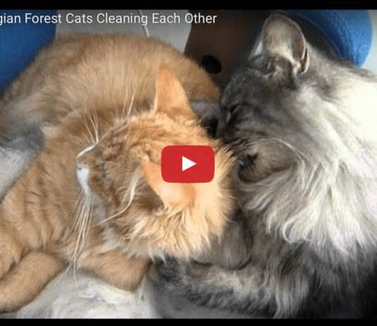 Gatti norvegesi si coccolano