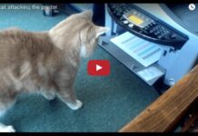 Gatto vs stampante