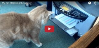 Gatto vs stampante