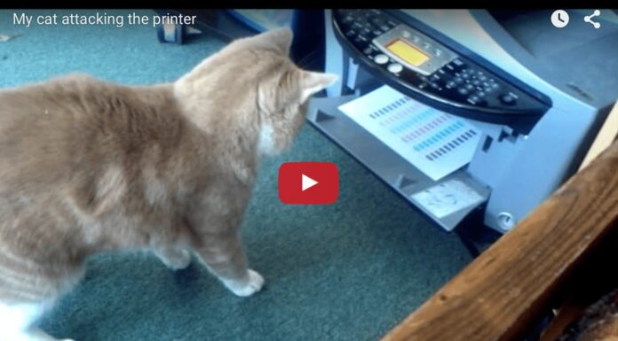 Gatto vs stampante