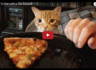 Gatto che disturba il padrone mentre mangia